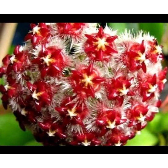 Хоя (Hoya mindorensis Red Star)