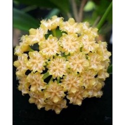 Хоя (Hoya mindorensis sweet yellow )