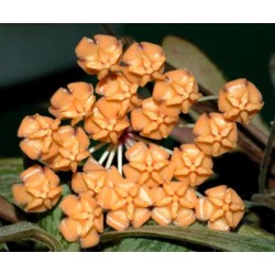 Хоя (Hoya sigillatis)
