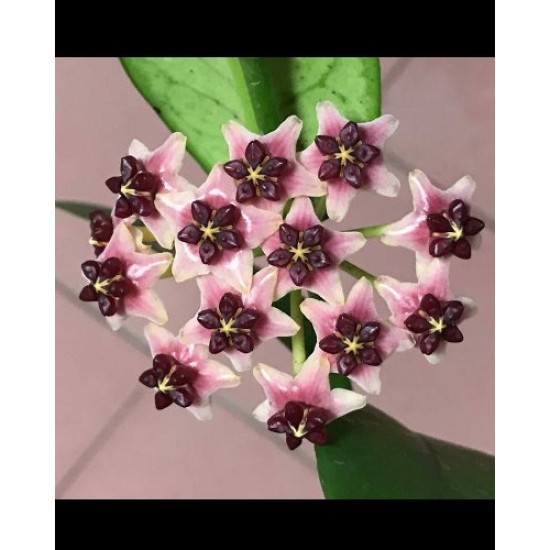 Хоя (Hoya lobbii)