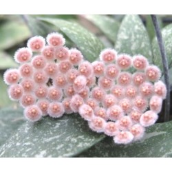 Hoya parvifola silliver