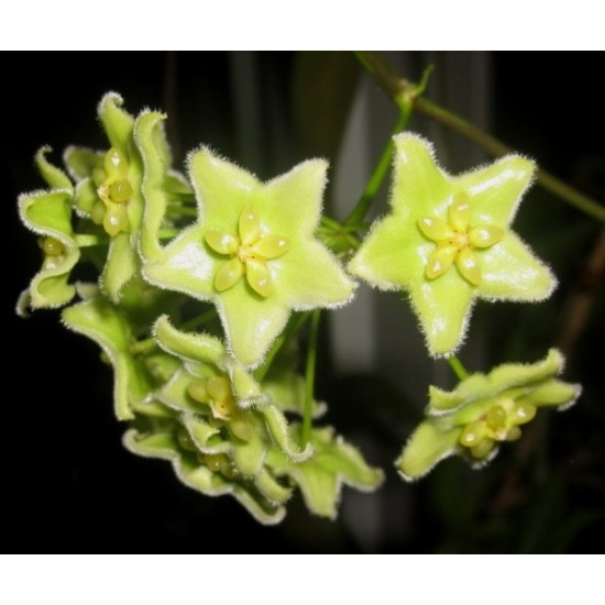 Хоя (Hoya chlorantha)