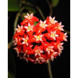 Хоя (Hoya ilagiorum)