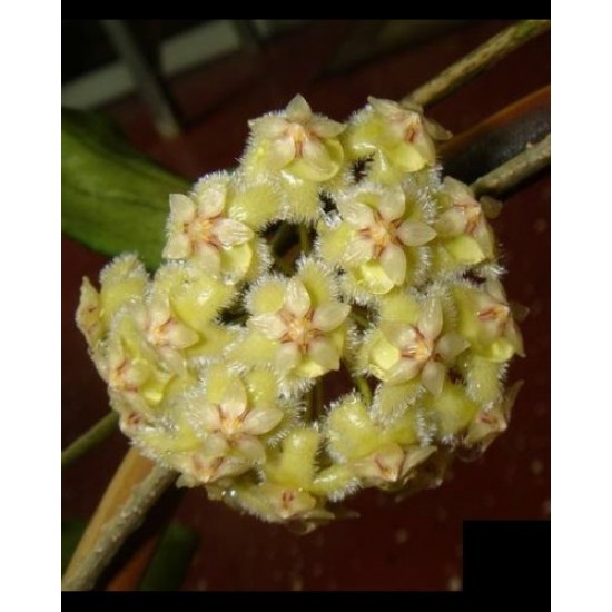 Хоя (Hoya erythrina (yellow))