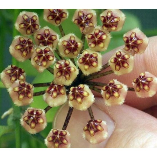 Хоя (Hoya incurvula = Hoya brevialata) - резник