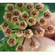 Хоя (Hoya incurvula = Hoya brevialata) - резник