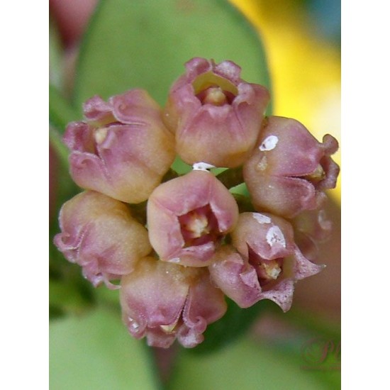 Хоя (Hoya heuschkeliana,pink)