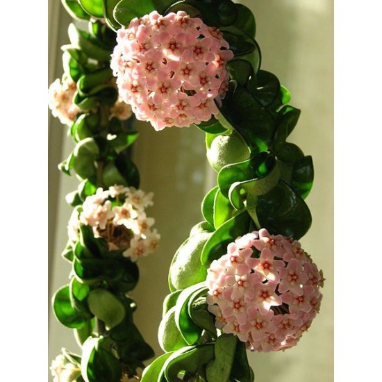 Хоя (Hoya Compacta)
