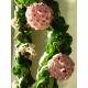 Хоя (Hoya Compacta)