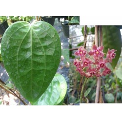 Хоя (Hoya glabra﻿)