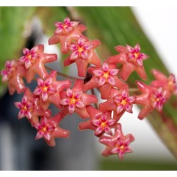 Хоя (Hoya bavergarai)