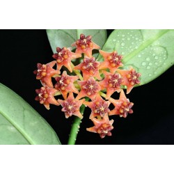Хоя (Hoya lobbii, orange)