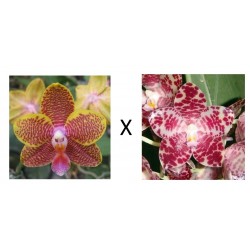 Орхидея Фаленопсис (Phal. Lyndon Golden Age × Phal. gigantea) Орхидея Фаленопсис (Phal. Lyndon Golden Age × Phal. gigantea)