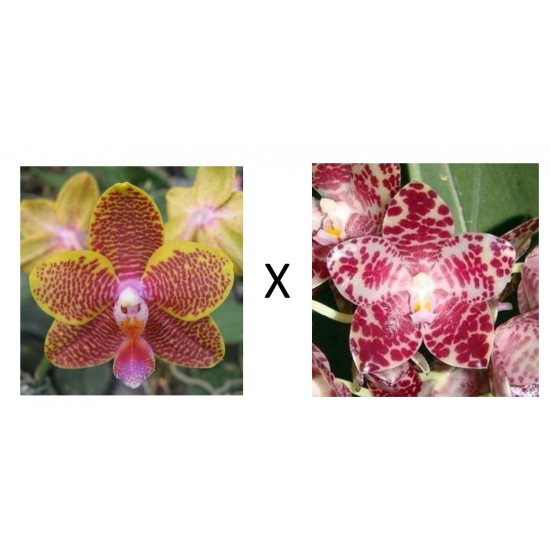 Орхидея Фаленопсис (Phal. Lyndon Golden Age × Phal. gigantea) Орхидея Фаленопсис (Phal. Lyndon Golden Age × Phal. gigantea)