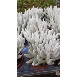 Сенецио (Senecio) PR4839