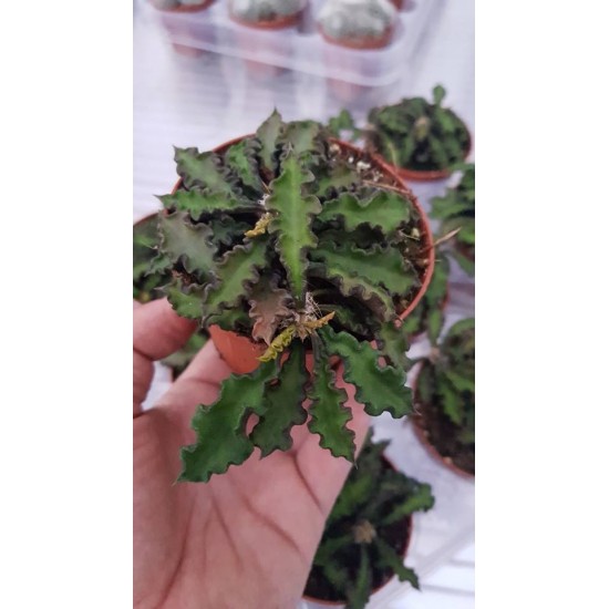 Еуфорбия  (Euphorbia)