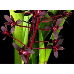 Цимбидиум (Cymbidium canaliculatum)