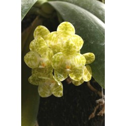 Орхидея Фаленопсис (Phal. gigantea v.alba × self) Орхидея Фаленопсис (Phal. gigantea v.alba × self)