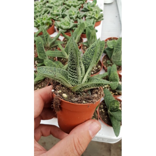 Алое (Aloe variegata) PR4773