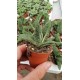 Алое (Aloe variegata) PR4773