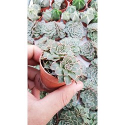 Ешеверия (Echeveria) PR4765