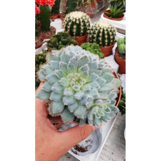 Ешеверия (Echeveria - Setosa) PR4772