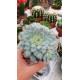 Ешеверия (Echeveria - Setosa) PR4772