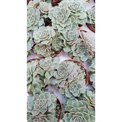 Ешеверия (Echeveria - Setosa) PR4772