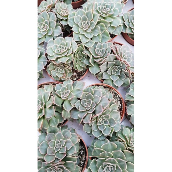 Ешеверия (Echeveria) PR4765