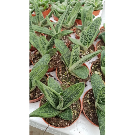 Алое (Aloe variegata) PR4773