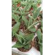 Алое (Aloe variegata) PR4773