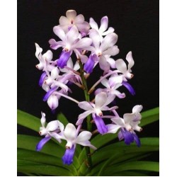 Орхидея Вандахостилис (Vandachostylis Lou Sneary 'Bluebird')
