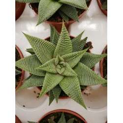 Хавортия (Haworthia limifolia)