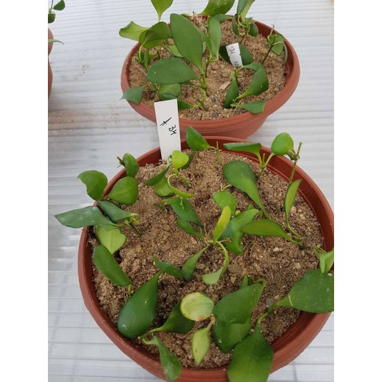 Хоя (Hoya heuschkeliana,yellow) - резник
