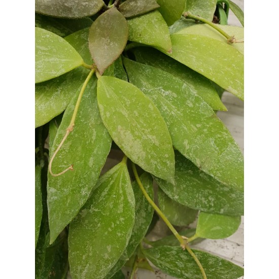 Хоя (Hoya) PR4413 - резник
