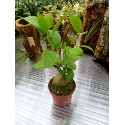 Хиднофитум (Hydnophytum papuanum)