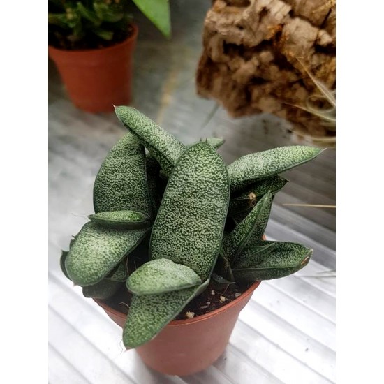 Гастерия(Gasteria)