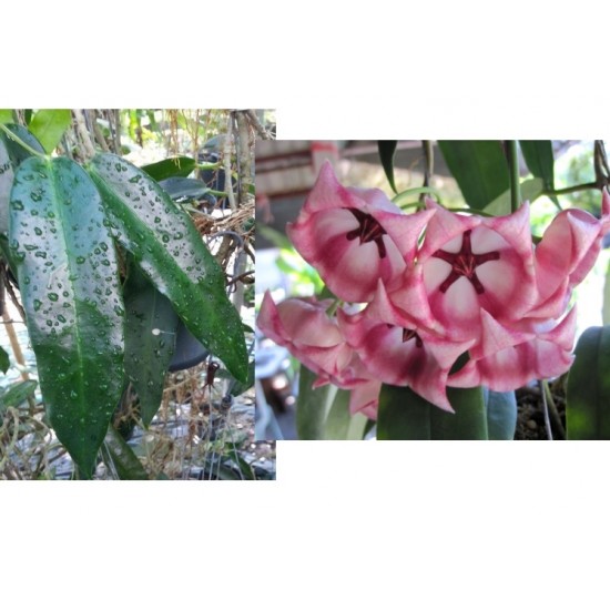 Хоя (Hoya archboldiana pink)