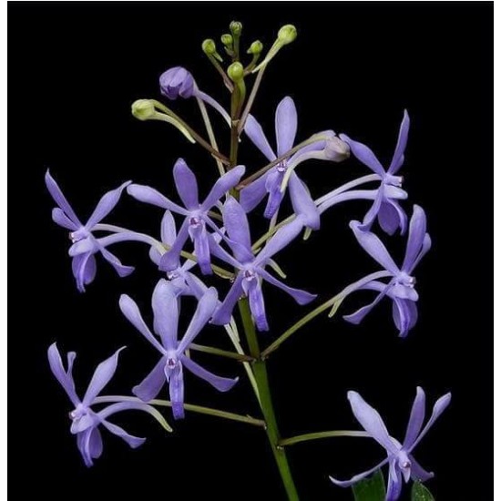 Orchid Darwinara Blue Charm