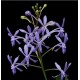 Orchid Darwinara Blue Charm
