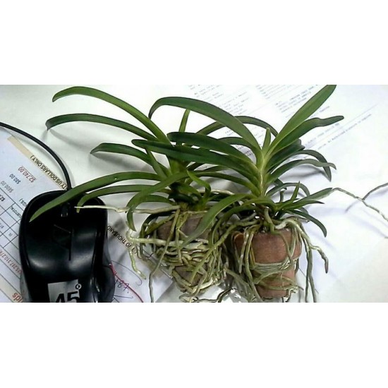 Orchid Darwinara Blue Charm