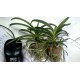 Orchid Darwinara Blue Charm