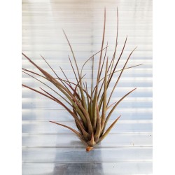 Тиландсия (Tillandsia melanocrarer rood)