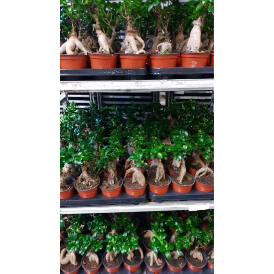Бонсай (Ficus ginseng)