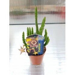 Stapelia Divaricata