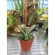 Гастерия (Gasteria Little Warty)