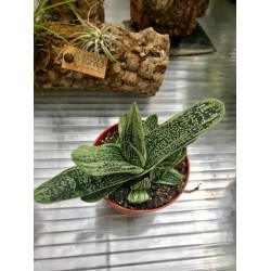 Гастерия (Gasteria Little Warty)