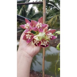 Хоя (Hoya imperialis pink ) 
