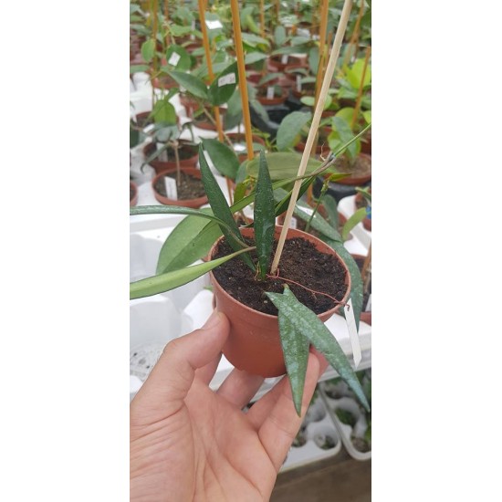 Хоя (Hoya kentiana)