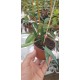 Хоя (Hoya kentiana)